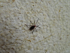 Pachylis laticornis