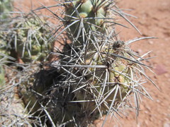 Tephrocactus alexanderi
