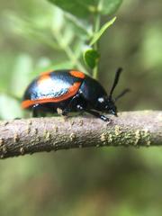 Labidomera suturella