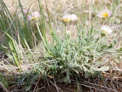 Erigeron bellidiastrum