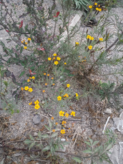 Tagetes multiflora