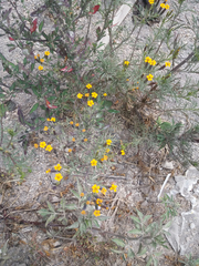 Tagetes multiflora