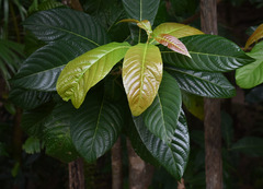 Wetria australiensis
