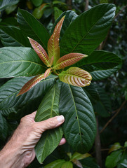 Wetria australiensis