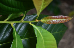 Wetria australiensis