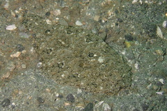 Asterorhombus intermedius