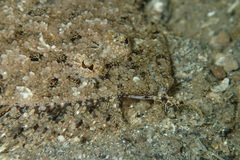 Asterorhombus intermedius