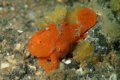Antennarius maculatus