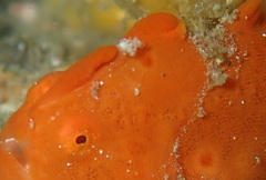 Antennarius maculatus