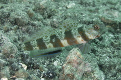 Amblyeleotris periophthalmus