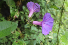 Ipomoea mitchelliae
