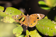 Junonia neildi