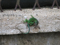 Anolis marmoratus