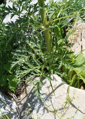 Pleurospermum austriacum