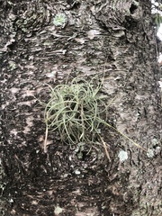 Tillandsia recurvata image