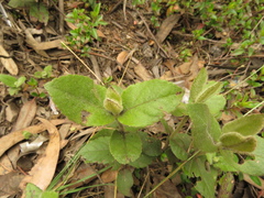 Ageratina asclepiadea