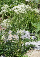 Pleurospermum austriacum