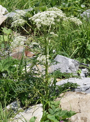 Pleurospermum austriacum