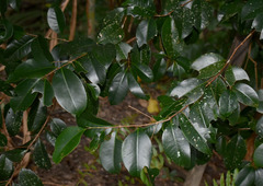 Syzygium maraca