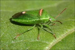 Ocirrhoe unimaculata