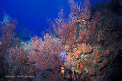 Iciligorgia schrammi