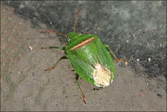 Ocirrhoe unimaculata