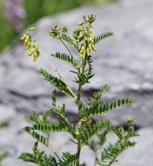 Astragalus penduliflorus