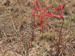 Sprekelia formosissima
