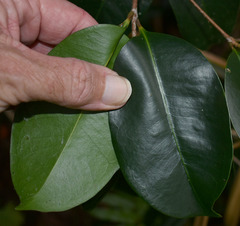 Syzygium maraca