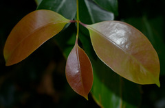 Syzygium maraca