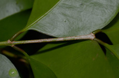 Syzygium maraca