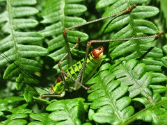 Poecilimon thoracicus