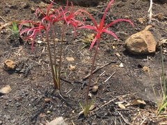 Sprekelia formosissima