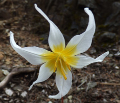 Erythronium helenae