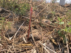 Sprekelia formosissima