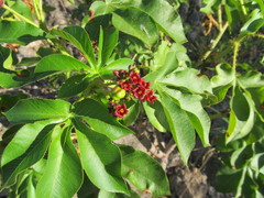 Jatropha excisa