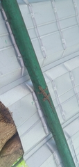 Hemidactylus platyurus