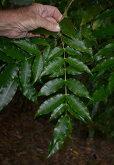 Syzygium apodophyllum