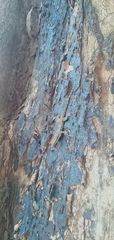 Hemidactylus platyurus