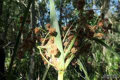 Androtrichum giganteum