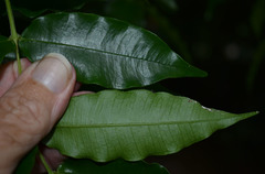 Syzygium apodophyllum
