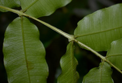 Syzygium apodophyllum