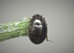 Simplocaria