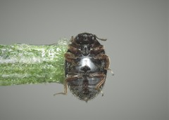Simplocaria