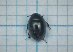 Simplocaria