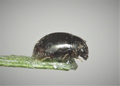 Simplocaria