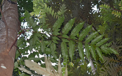 Stenocarpus cryptocarpus