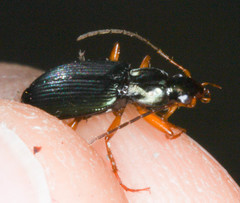 Agonum extensicolle