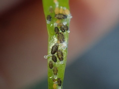 Ctenarytaina eucalypti