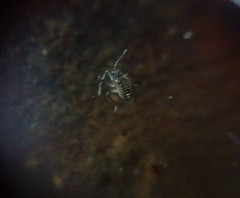 Gerromorpha